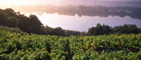 01. VINS DE VIGNERONNES - 25€